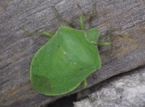 Réf. 273 870 : Nezara viridula